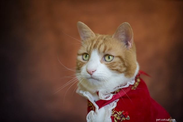 108 Enchanting & Mysterious Cat Names for Your Spooky Feline