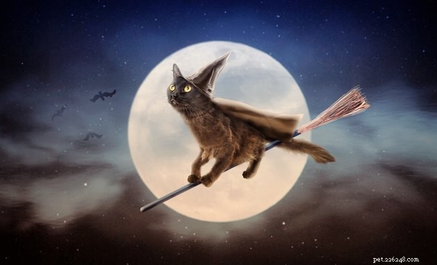 108 Enchanting & Mysterious Cat Names for Your Spooky Feline