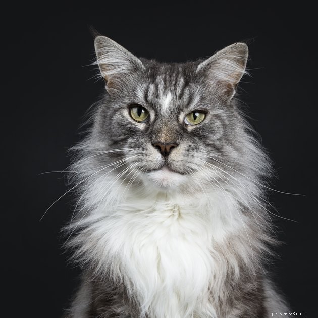 127 Enchanting Cat Names: Mystical Inspiration for Your Feline