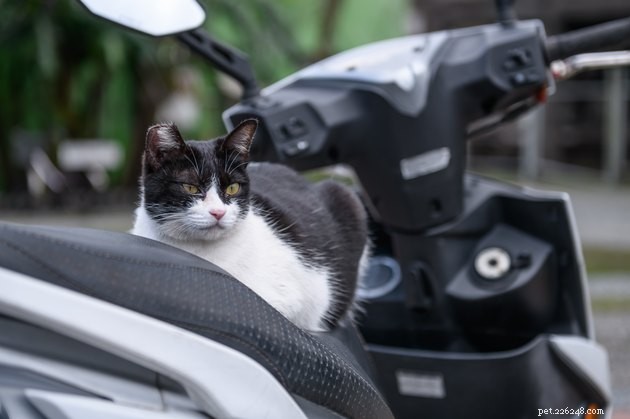 115 Strong & Cool Cat Names for the Bold and Fearless