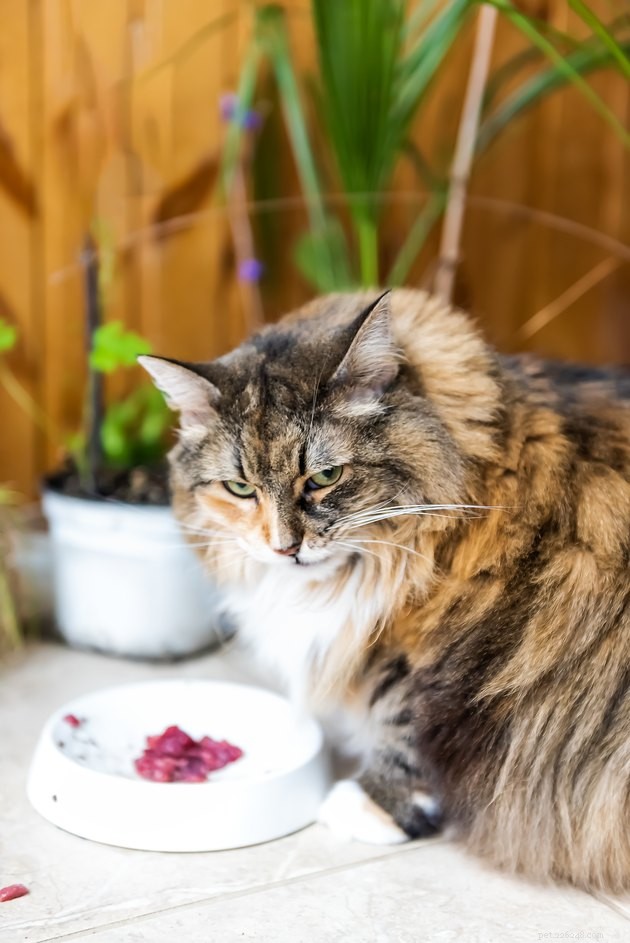 115 Strong & Cool Cat Names for the Bold and Fearless