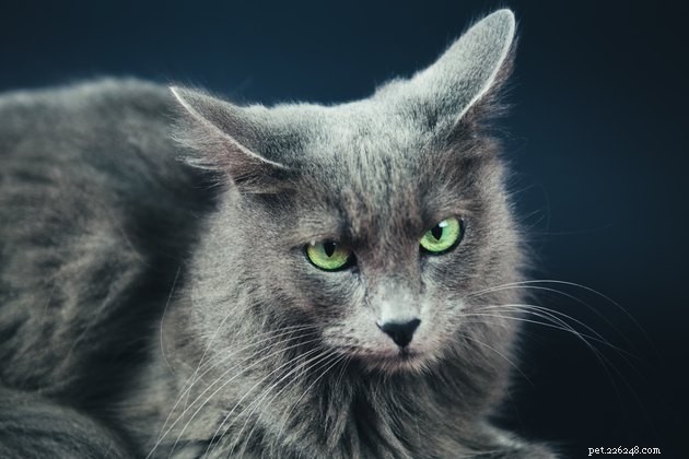 127 Enchanting Cat Names: Mystical Inspiration for Your Feline