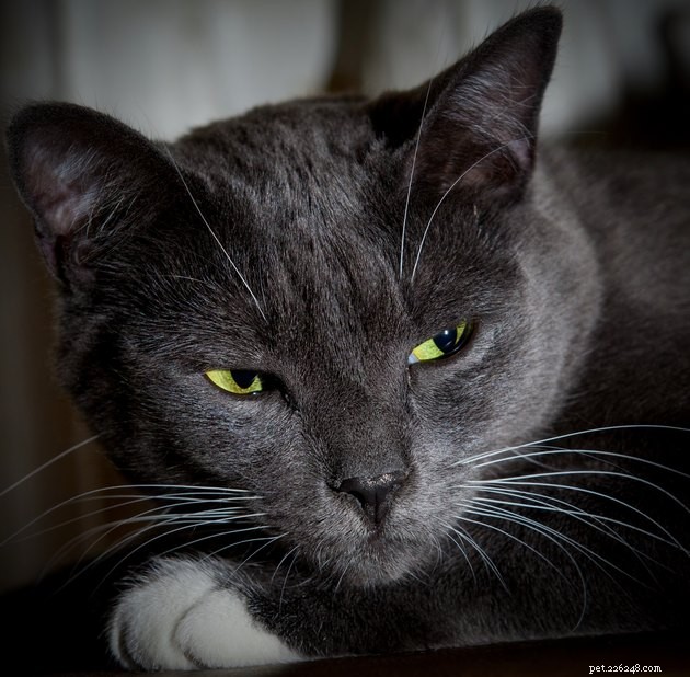 115 Strong & Cool Cat Names for the Bold and Fearless