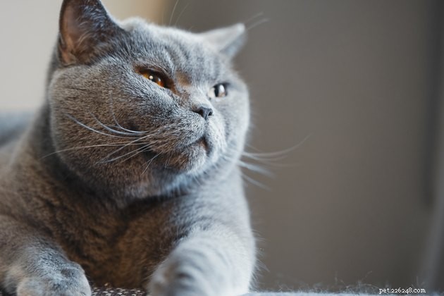 115 Strong & Cool Cat Names for the Bold and Fearless