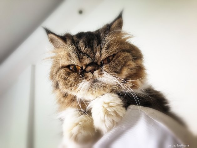 115 Strong & Cool Cat Names for the Bold and Fearless