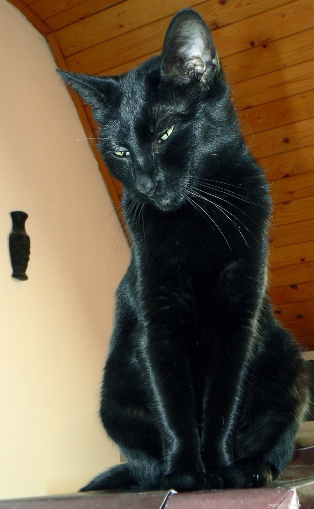 115 Strong & Cool Cat Names for the Bold and Fearless