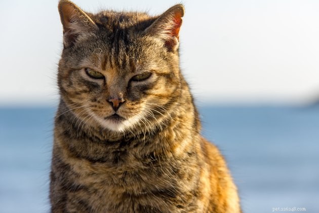 115 Strong & Cool Cat Names for the Bold and Fearless
