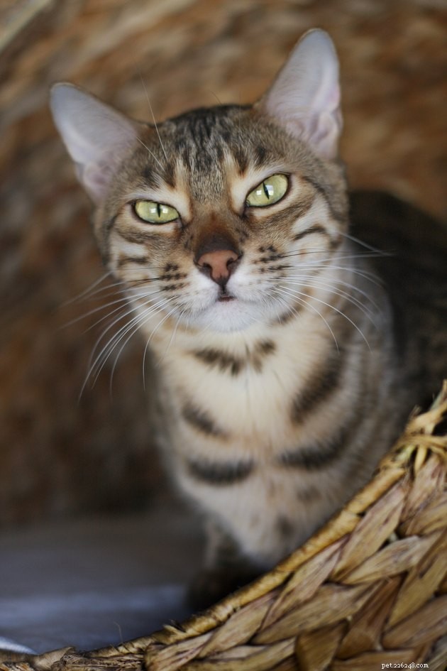 115 Strong & Cool Cat Names for the Bold and Fearless
