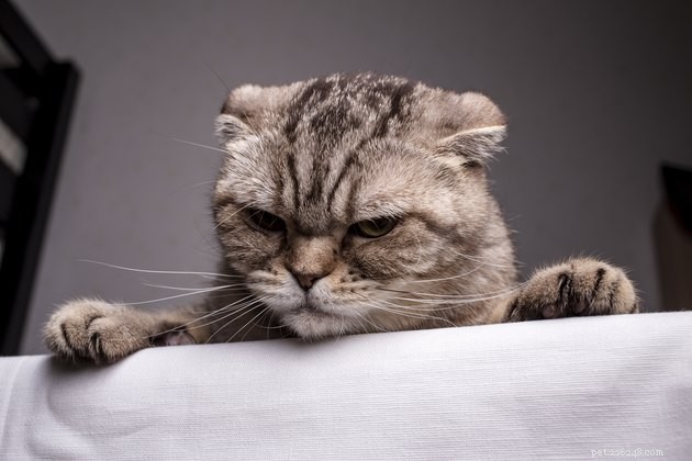 115 Strong & Cool Cat Names for the Bold and Fearless