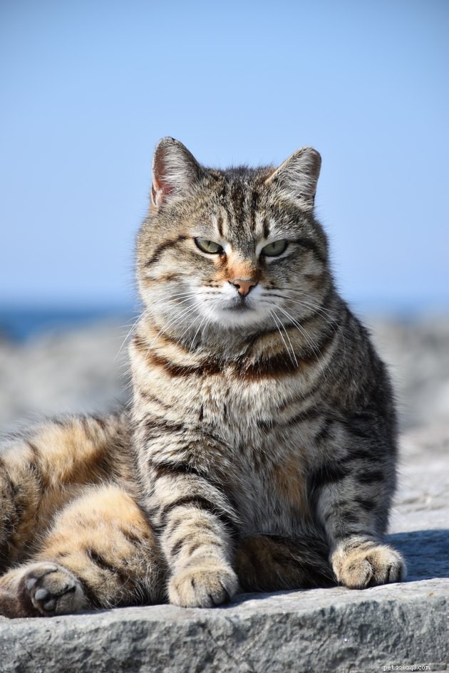 115 Strong & Cool Cat Names for the Bold and Fearless