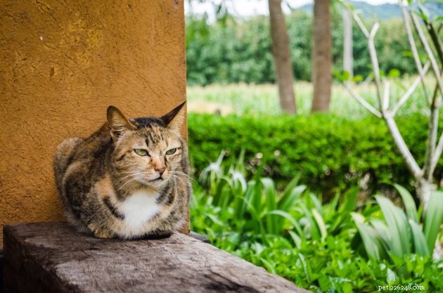 115 Strong & Cool Cat Names for the Bold and Fearless