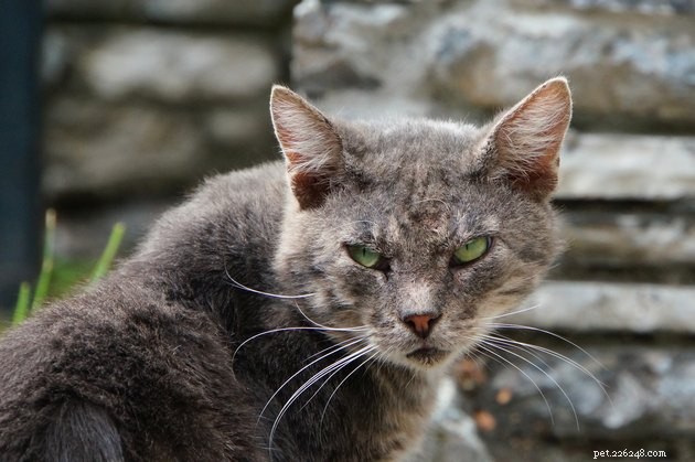115 Strong & Cool Cat Names for the Bold and Fearless