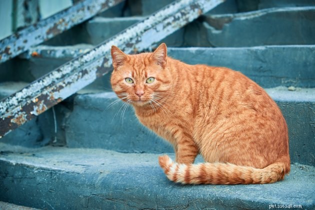 143 Unique Names for Striped Cats: Quirky, Fierce, and Playful