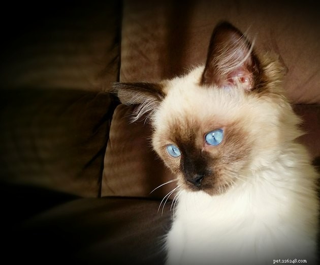 100 Stunning Names for Your Blue‑Eyed Cat