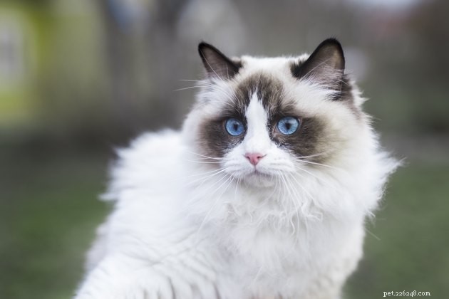 100 Stunning Names for Your Blue‑Eyed Cat
