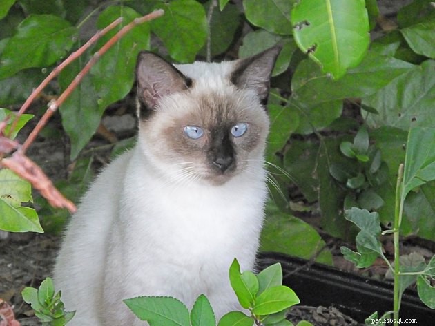 100 Stunning Names for Your Blue‑Eyed Cat