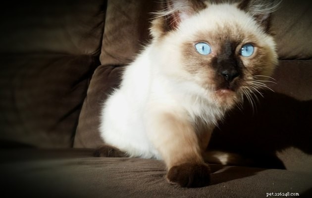 100 Stunning Names for Your Blue‑Eyed Cat
