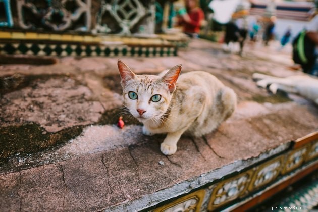 100 Stunning Names for Your Blue‑Eyed Cat