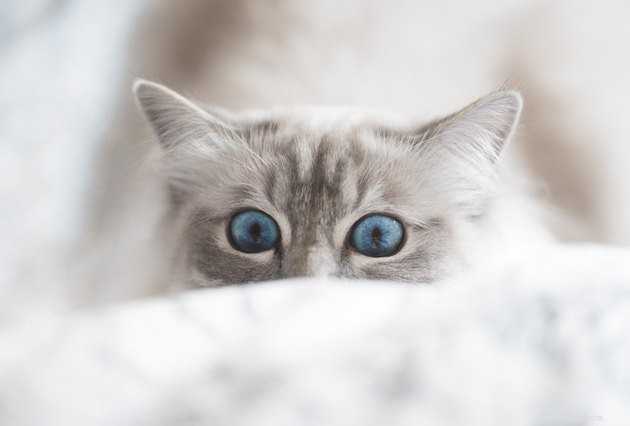 100 Stunning Names for Your Blue‑Eyed Cat