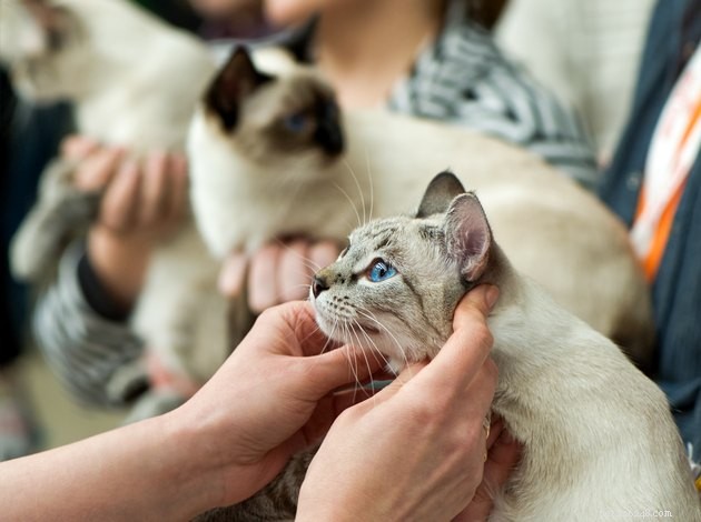 100 Stunning Names for Your Blue‑Eyed Cat