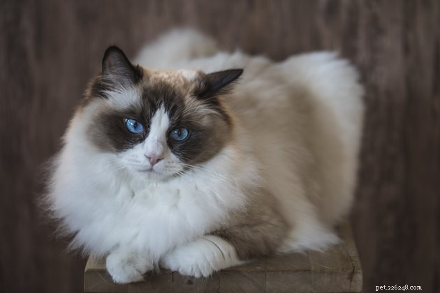 100 Stunning Names for Your Blue‑Eyed Cat
