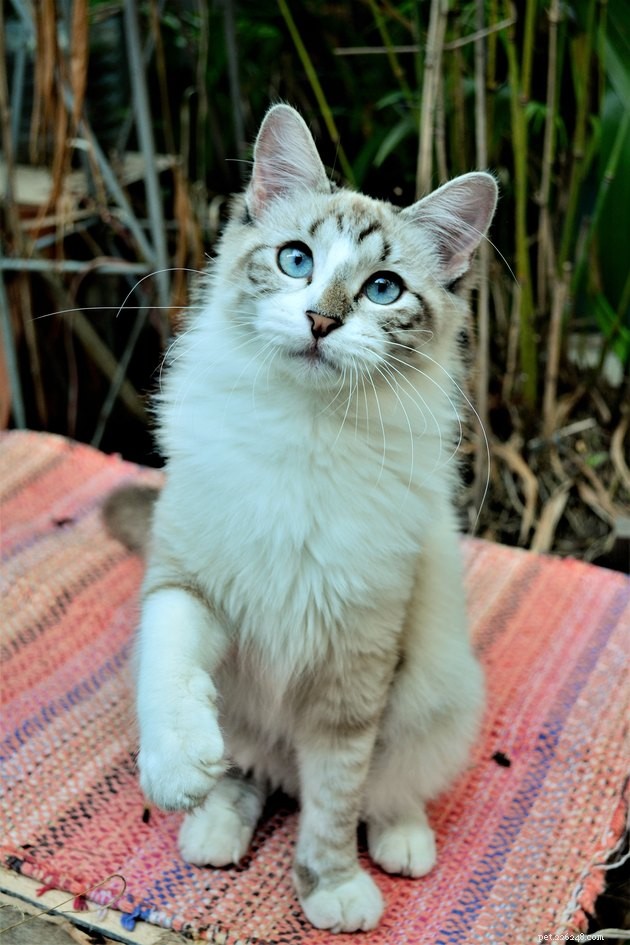 100 Stunning Names for Your Blue‑Eyed Cat
