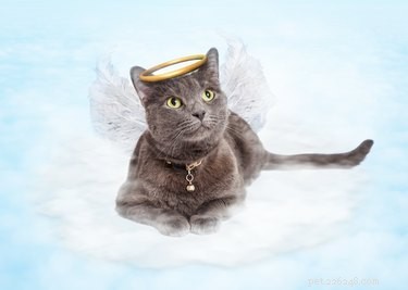 107 Charming Italian Cat Names to Perfectly Capture Your Feline’s Personality