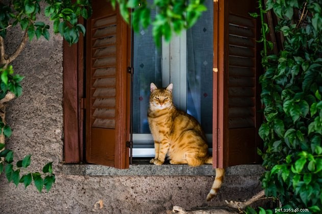 107 Charming Italian Cat Names to Perfectly Capture Your Feline’s Personality
