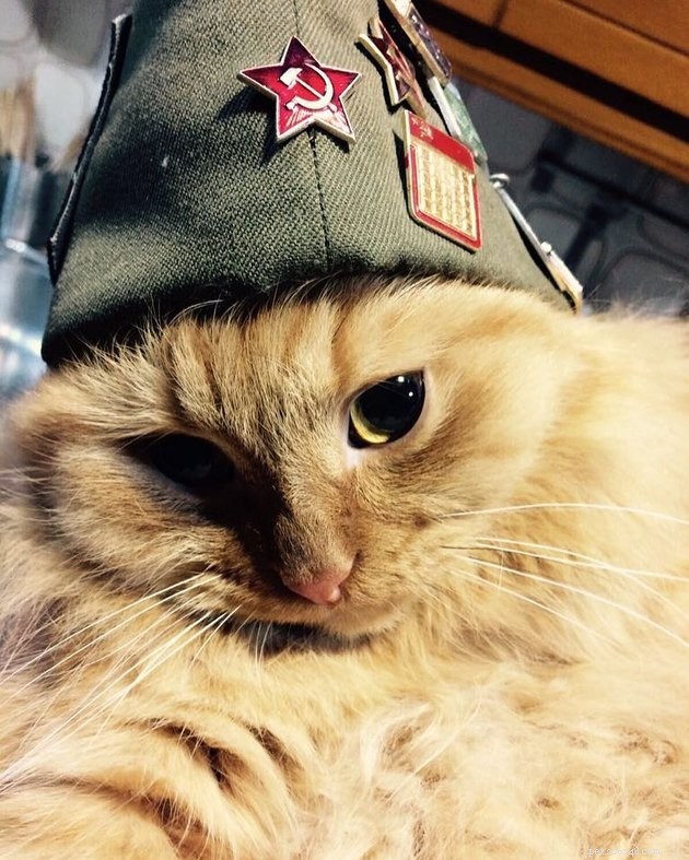121 Russian Cat Names to Inspire Your New Feline Companion