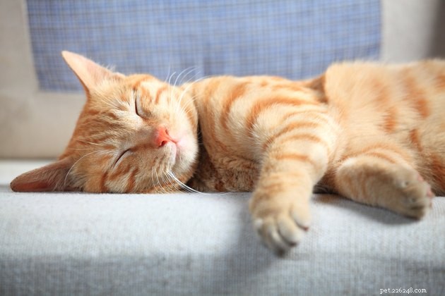 122 Elegant Spanish Cat Names to Reflect Your Feline s Personality
