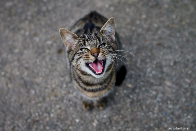100 Creative Names for Your New Tabby Cat