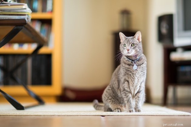 100 Creative Names for Your New Tabby Cat