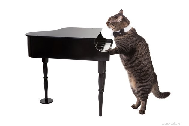 108 Hand‑picked Names for Your Black & White Cat