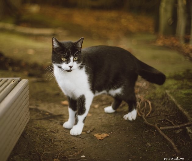 108 Hand‑picked Names for Your Black & White Cat