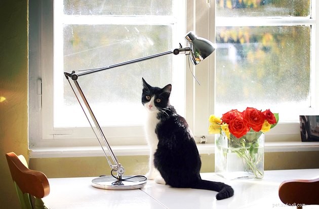 108 Hand‑picked Names for Your Black & White Cat