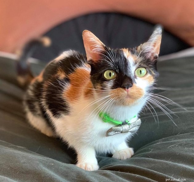 160 Unique & Memorable Names for Your Calico Cat