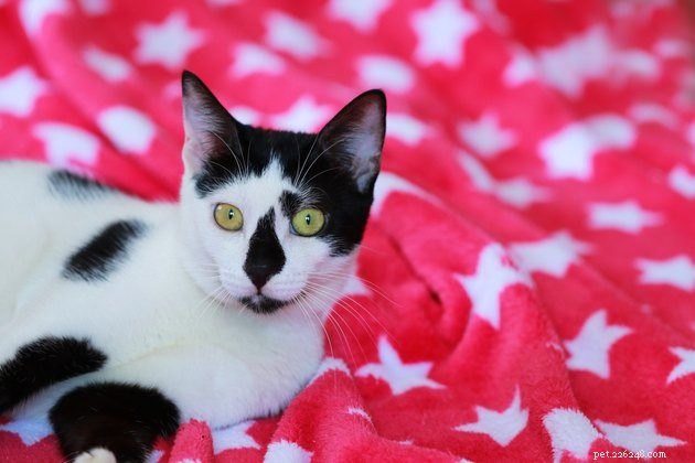 108 Hand‑picked Names for Your Black & White Cat