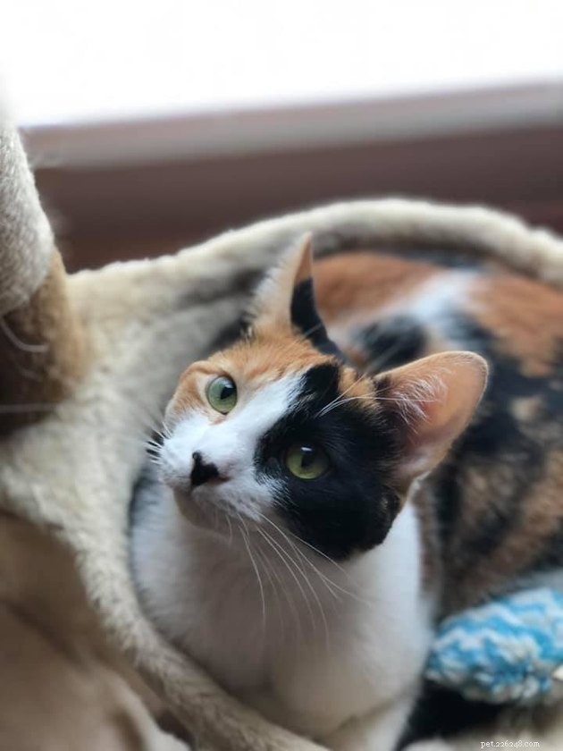 160 Unique & Memorable Names for Your Calico Cat