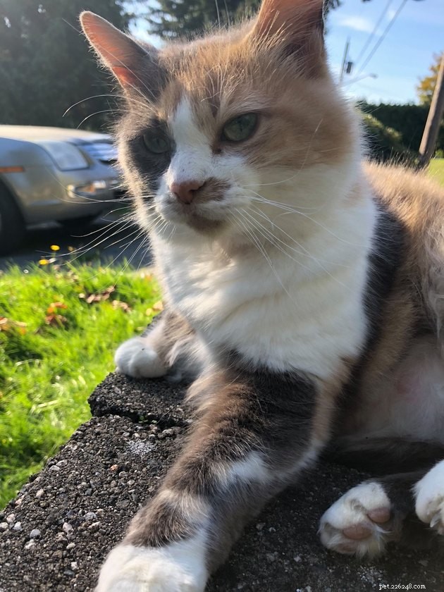 160 Unique & Memorable Names for Your Calico Cat