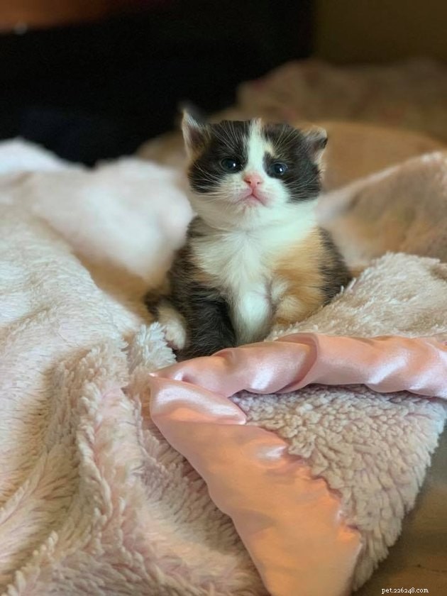 160 Unique & Memorable Names for Your Calico Cat