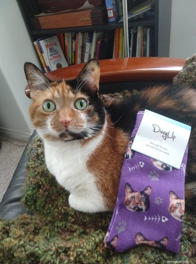 160 Unique & Memorable Names for Your Calico Cat