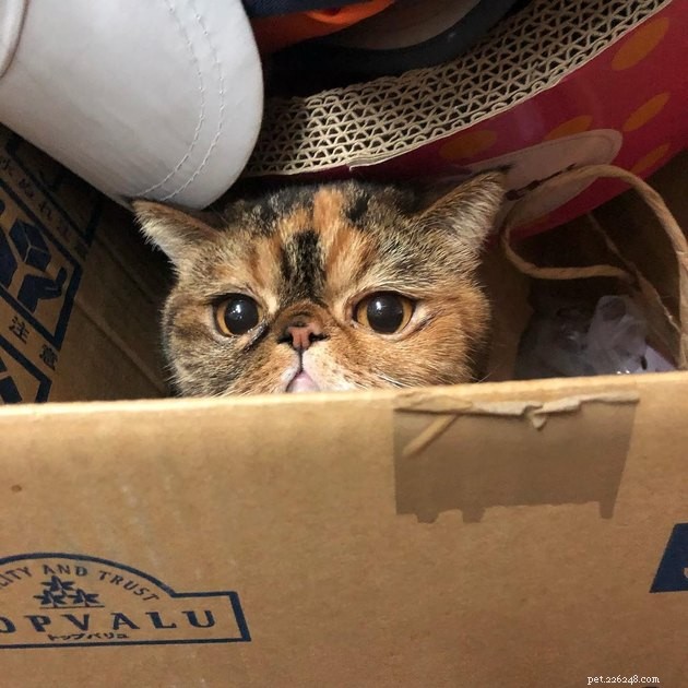 160 Unique & Memorable Names for Your Calico Cat