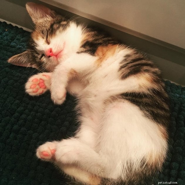 160 Unique & Memorable Names for Your Calico Cat