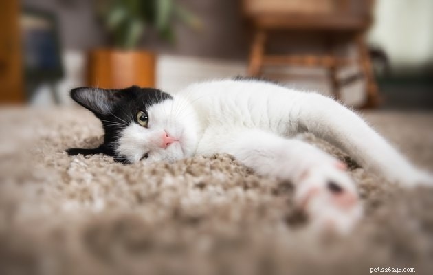 130 Iconic Pop Culture Cat Names to Inspire Your Feline s Identity