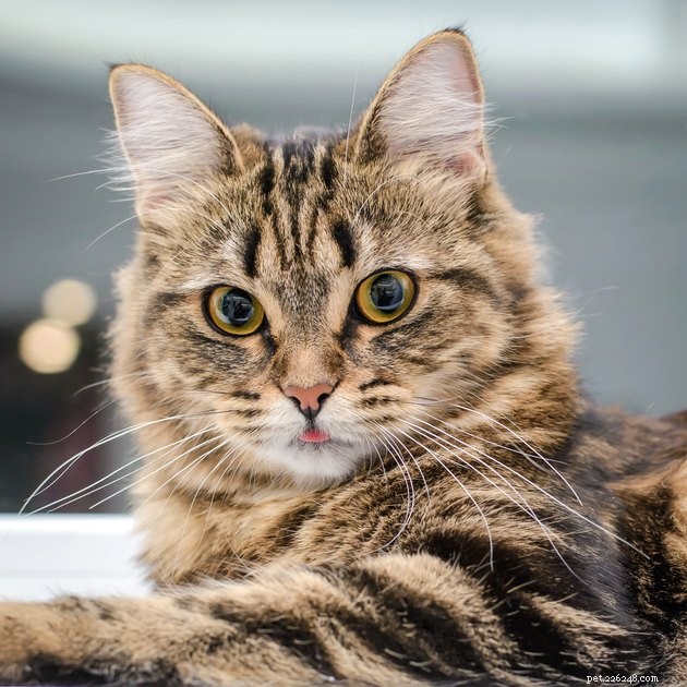 105 Distinctive Cat Names to Match Your Feline’s Personality
