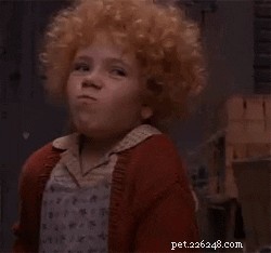 Discover 304 Perfect Names for Your Orange Cat – Unique, Memorable Ideas