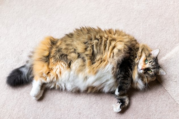 300 Majestic Names for Your Giant Cat