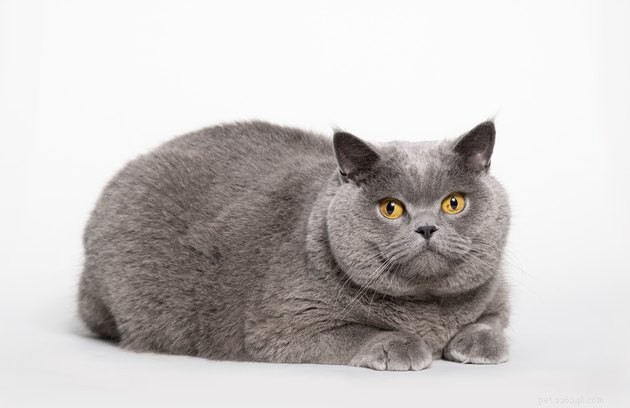 300 Majestic Names for Your Giant Cat
