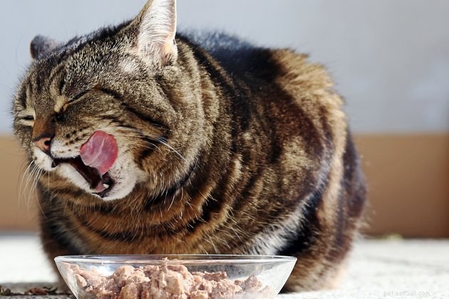 300 Majestic Names for Your Giant Cat