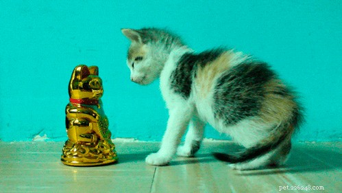 300 Best Names for Female Cats – Find the Perfect Fit